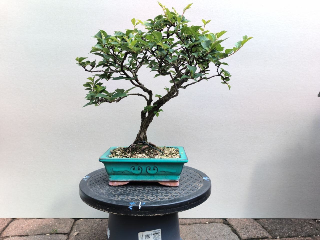 U002 Ulmus japonica - front view