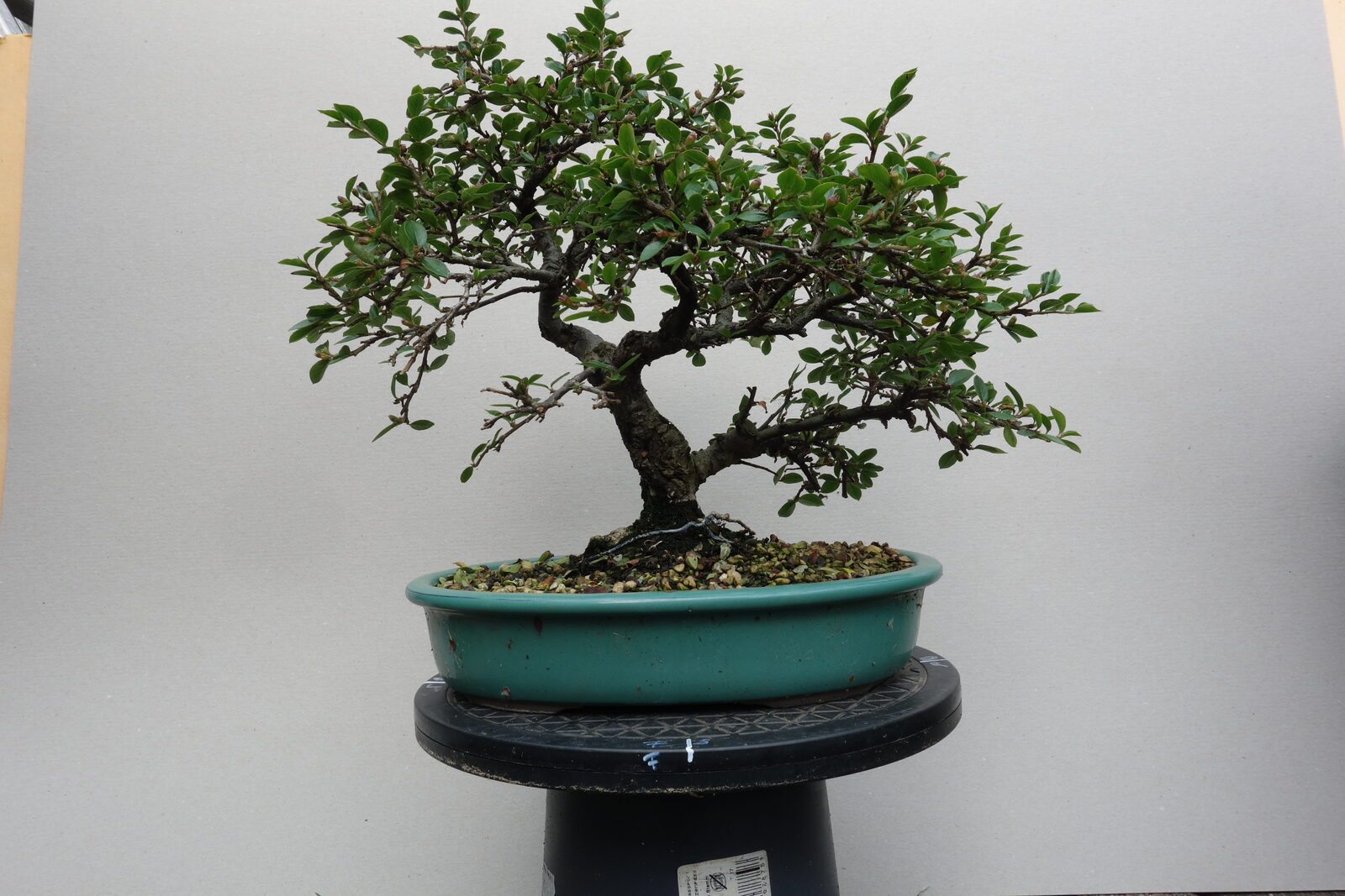 U003 Cotoneaster - front view