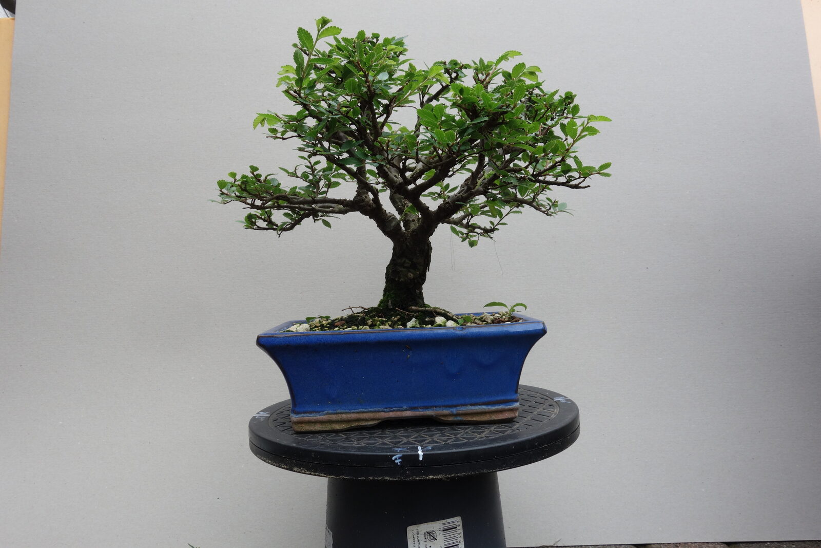 U004 Ulmus-minor - front view
