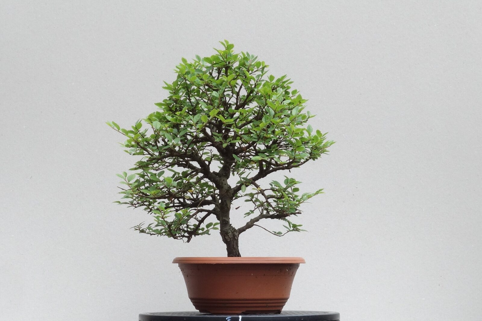 U005 Ulmus-minor - front view
