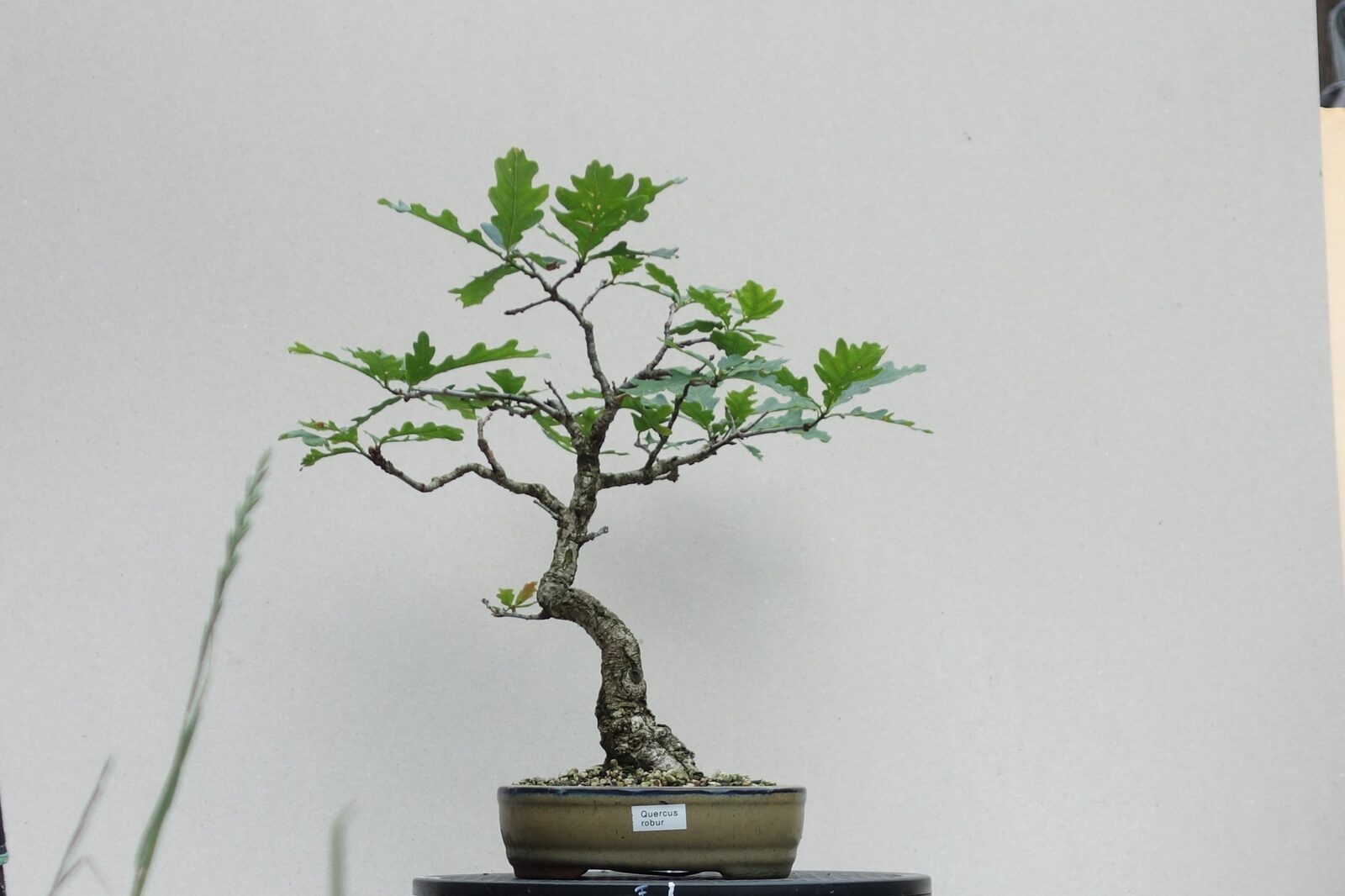 U006 quercus-robur - front view