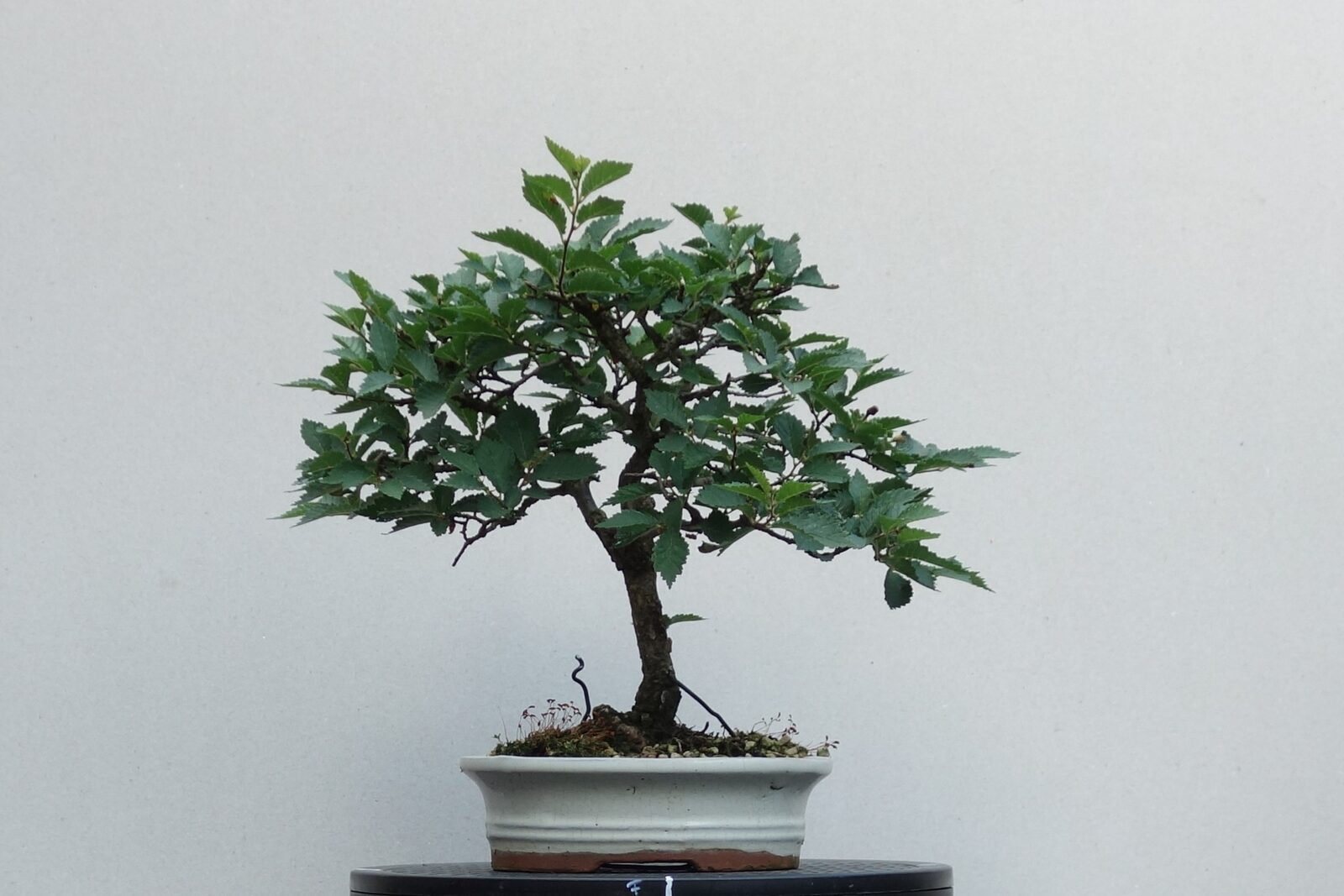 U007 Ulmus-japonica - front view